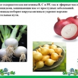 Šta je koristan luk - korisna svojstva luka, za ljudsko zdravlje